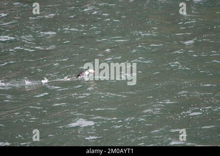 Puffin fliegt vom Meer Stockfoto