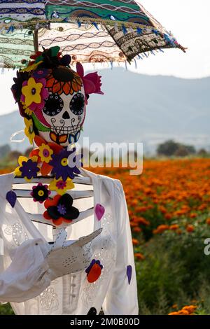 Blumenfeld von Cempasuchil an einem sonnigen Tag mit blauem Himmel und Heuballen im Hintergrund. Stockfoto