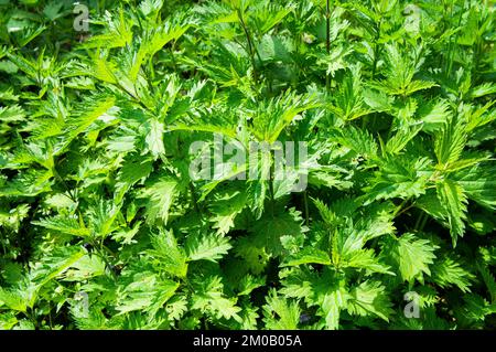 Nahaufnahme von Common Nettle, Urtica dioica, in Pruhonice, Tschechische Republik, am 7. Mai, 2022. (CTK Photo/Libor Sojka) Stockfoto