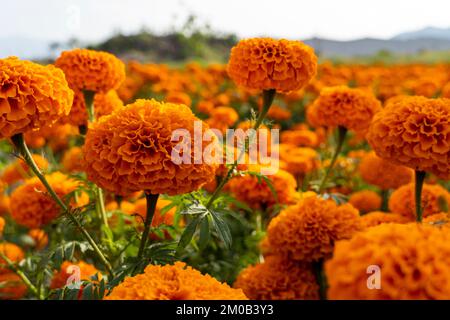 Blumenfeld von Cempasuchil an einem sonnigen Tag mit blauem Himmel und Heuballen im Hintergrund. Stockfoto