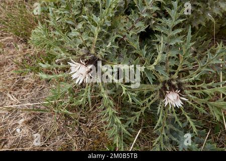 Weiße Blüten und Spinnholzblätter der Carlina acaulis-Pflanze Stockfoto
