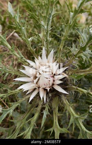 Weiße Blüten und Spinnholzblätter der Carlina acaulis-Pflanze Stockfoto