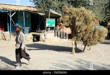 Maymana, Provinz Faryab/Afghanistan: Ein Mann, der in Maymana auf der Straße spaziert und ein Kamel führt. Stockfoto