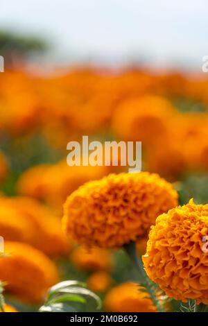 Blumenfeld von Cempasuchil an einem sonnigen Tag mit blauem Himmel und Heuballen im Hintergrund. Stockfoto