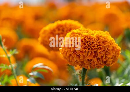 Kenikir oder Tagetes erecta Diese Pflanze hat ein starkes Aroma, hat aber wunderschöne Blumen Cempasuchil Stockfoto