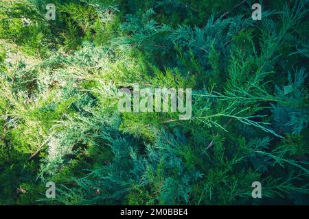 Nahaufnahme der Nadelholzstruktur mit hellem Sonnenlicht. Stockfoto