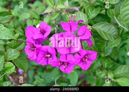 Rosa Bougainvillea Blumen (Bougainvillea spectabilis) Stockfoto