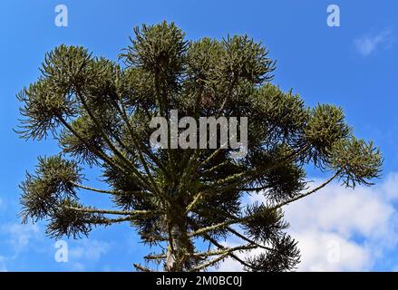 Kronleuchter oder brasilianische Kiefer (Araucaria angustifolia) und blauer Himmel Stockfoto