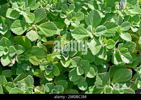 Hummerbusch (Coleus neochilus oder Plectranthus neochilus) im Garten Stockfoto