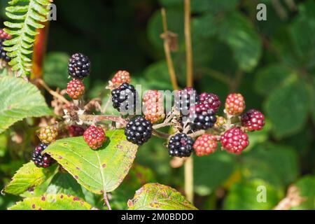 Wilde schwarze Beeren, Rubus allegheniensis, Mull of Galloway, Schottland, Großbritannien Stockfoto