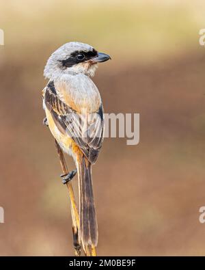 Ein Langschwanz-Shrike auf einem Baruwa-Gras ruht Stockfoto