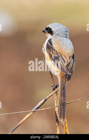 Ein Langschwanz-Shrike, der auf ein Baruwa-Gras blickt Stockfoto