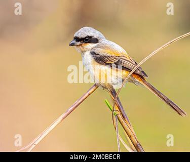 Ein Langschwanz-Shrike, der auf einem Baruwa-Gras sitzt Stockfoto