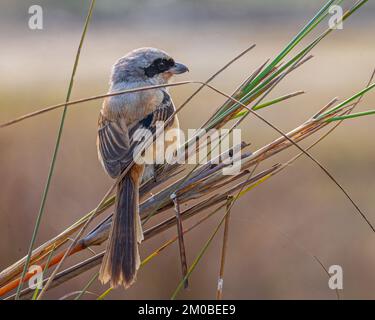 Ein Langschwanz-Shrike, der auf trockenem Gras sitzt Stockfoto