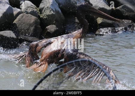 Büro der Verwaltungsrätin (Lisa P. Jackson) - verschiedene Bilder (BP-Ölpest), Umweltschutzbehörde Stockfoto