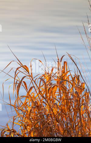 Am Ufer von Steveston bei Sonnenuntergang in British Columbia Canada blüht das Gras mit Hintergrundbeleuchtung Stockfoto