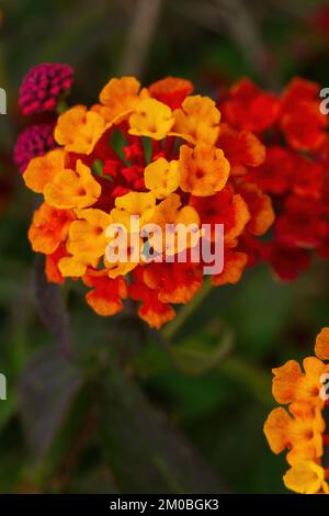 Orangenrote Blüten der lantana-Blume im Garten Stockfoto