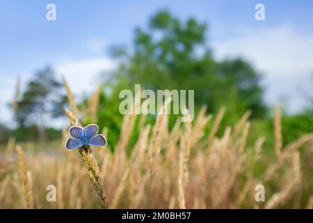 Silberbesetzter blauer (Plebejus argus) männlicher Schmetterling im Grasland im Sommer Stockfoto