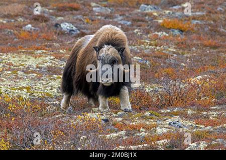 Moschusbulle (Ovibos moschatus), Solitärbulle/männlich auf der Tundra im Herbst/Herbst, Dovrefjell-Sunndalsfjella-Nationalpark, Norwegen Stockfoto