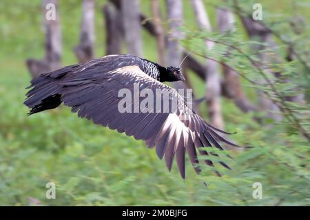 Horned Screamer (Anhema cornuta) fliegt. Typischer Vogel des amazonas Stockfoto