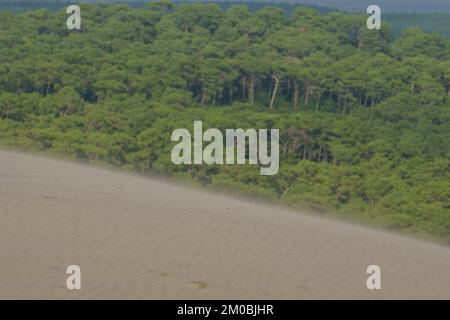 Vom Wind über die Düne du Pilat geblasener Sand, die größte Sanddüne Europas mit Kiefernwald im Hintergrund, Arcachon, Nouvelle-Aquitaine, Frankreich Stockfoto