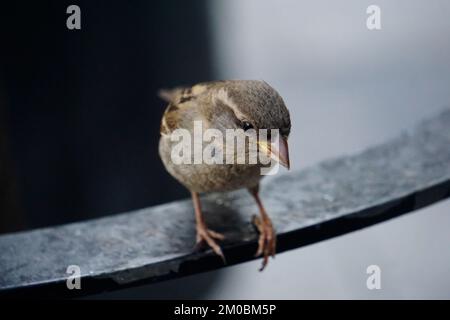 Nahaufnahme eines auf einem Metallgeländer sitzenden Hausspatzen Stockfoto