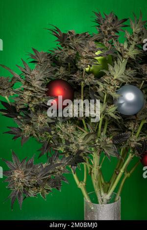 M.O.B. eine Sorte gereifter Marihuana-Blüten mit Weihnachtsbällen Stockfoto