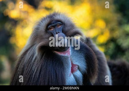 Alpha Männchen von Gelada Baboon - Theropithecus gelada, schöner Bodenprimat. Affe zeigt große Zähne. Stockfoto