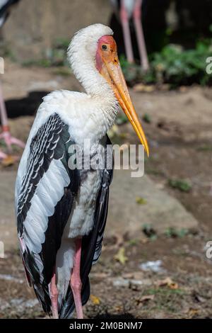 Milchstorch (Mycteria cinerea), der sich in der Sonne sonnt. Stockfoto