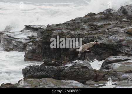 Seal an der Whitley Bay Coast, Northumberland Stockfoto