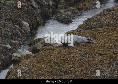 Seal Pup an der Whitley Bay Coast, Northumberland Stockfoto