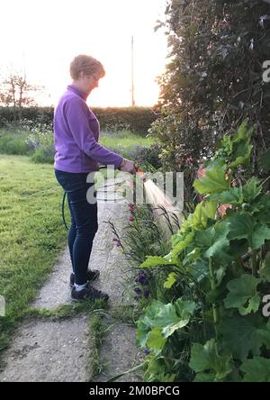 Reife Frau gießt Pflanzen in der Kälte des Abendlichts und die Sonne, die durch das Wasserspray reflektiert wird Stockfoto