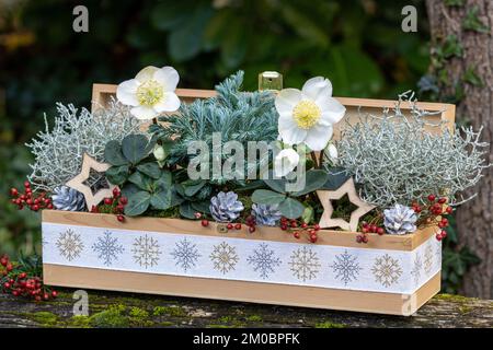 weihnachtsdekoration mit helleborus niger, Kissenbusch und japanischer Zypresse in Holzkiste Stockfoto