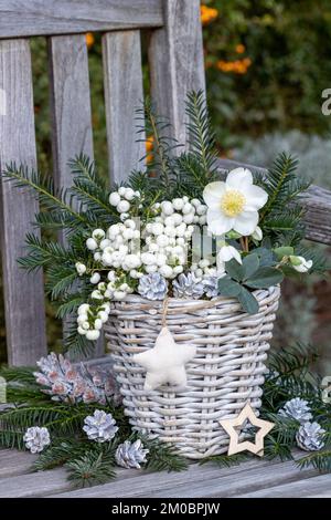 weihnachtsdekoration mit helleborus niger, Pernettya mucronata und Eibenzweigen im Korb Stockfoto