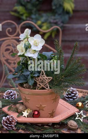 helleborus niger im Terrakotta-Topf als florale weihnachtsdekoration Stockfoto