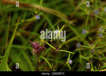 Nahaufnahme einer Hexasepalum teres-Blume auf einem natürlichen, verschwommenen Hintergrund Stockfoto