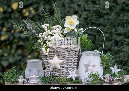 weihnachtsdekoration mit helleborus niger und Torfmyrtle in Korb und Laternen Stockfoto