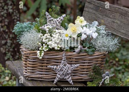 helleborus niger, weiße stachelige Heide, Cyclamen-Blume und Kissenbusch im Korb im Wintergarten Stockfoto