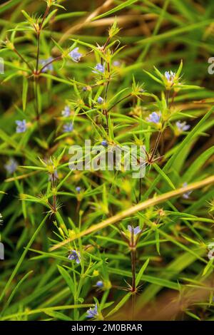 Eine Vertikale von Hexasepalum teres-Blüten auf einem unscharfen, natürlichen Hintergrund Stockfoto