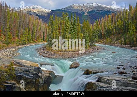 Die Sunwapta Falls am Icefields Parkway mit schneebedeckten Bergen im Hintergrund Stockfoto