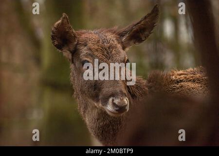 Gefährliches weibliches Reh mit großen Zähnen an herbstdunklen, nassen Tagen Stockfoto