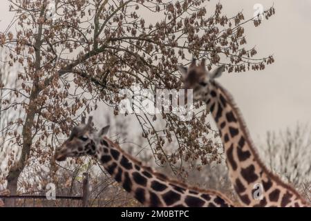 Giraffentier an dunklen Wintertagen in der Nähe großer Bäume Stockfoto