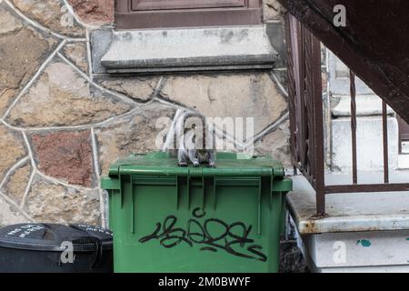 Graues Eichhörnchen auf Abfalleimer für organische Stoffe in Hochelaga in Montreal, Quebec, Kanada Stockfoto