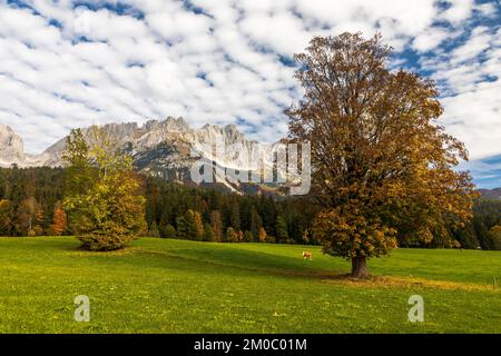 Bunte Bäume vor dem Wilden Kaiser im Herbst, Going, Tirol, Österreich Stockfoto