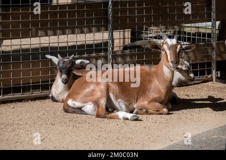 Eine ausgewachsene Hausziege (Capra hircus) mit zwei Ziegen im Featherdale Wildlife Park in Sydney, New South Wales, Australien. (Foto: Tara Chand Mal Stockfoto