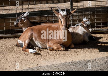 Eine ausgewachsene Hausziege (Capra hircus) mit zwei Ziegen im Featherdale Wildlife Park in Sydney, New South Wales, Australien. (Foto: Tara Chand Mal Stockfoto