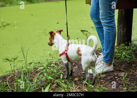 Dreckiger Hund viel Spaß im Sumpf, nasses Tier in der Pfütze Stockfoto