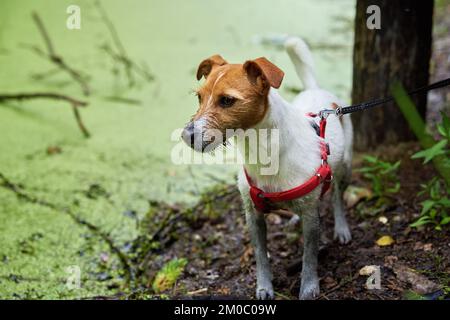 Dreckiger Hund viel Spaß im Sumpf, nasses Tier in der Pfütze Stockfoto