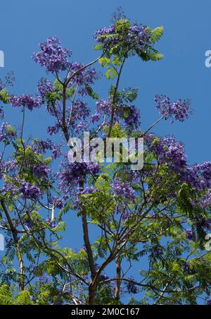 Wunderschöne lila Blumen auf blühendem Jacaranda-Baum in Sydney, New South Wales, Australien (Foto: Tara Chand Malhotra) Stockfoto