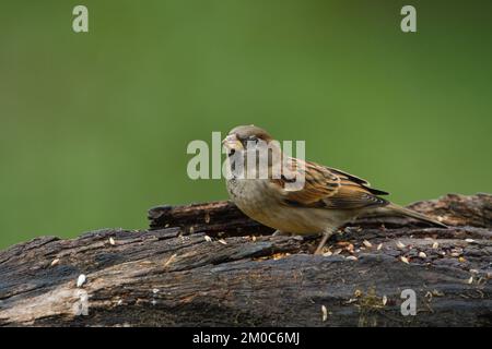 Herrenhaus Spatz, hoch oben auf einem Baumstamm, der Vogelfutter isst Stockfoto